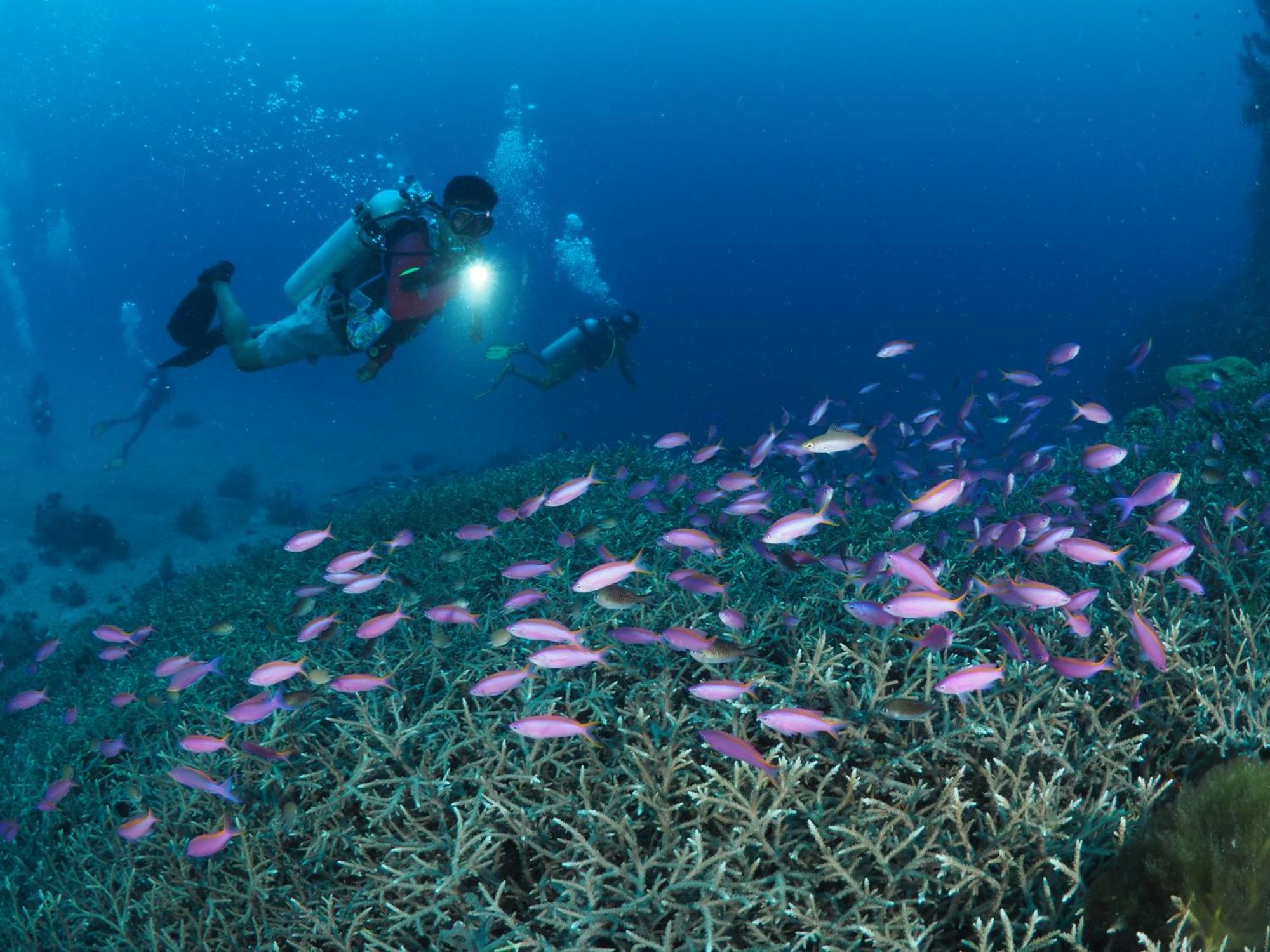 Liberty'S Lodge And Diving - Apo Island Dumaguete City Exterior foto