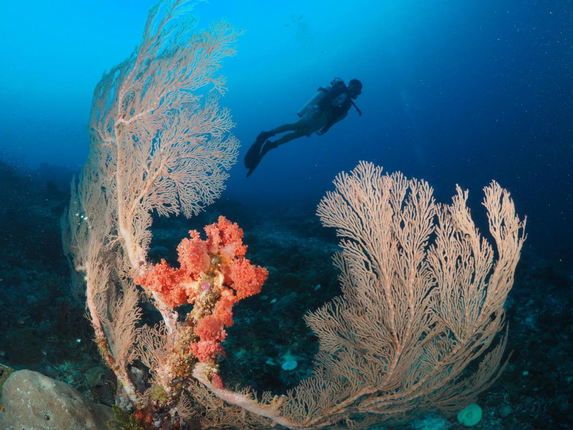 Liberty'S Lodge And Diving - Apo Island Dumaguete City Exterior foto