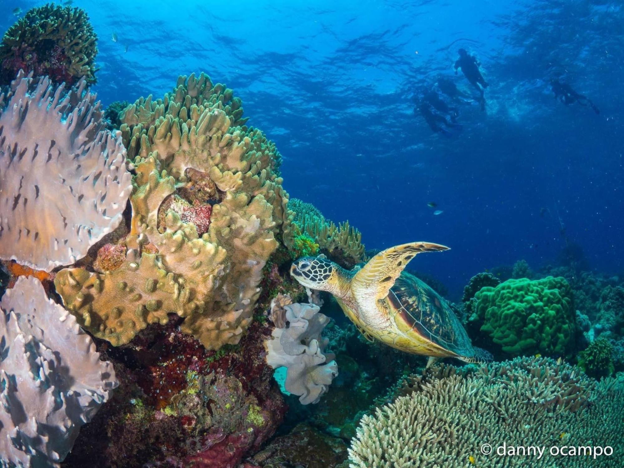 Liberty'S Lodge And Diving - Apo Island Dumaguete City Exterior foto