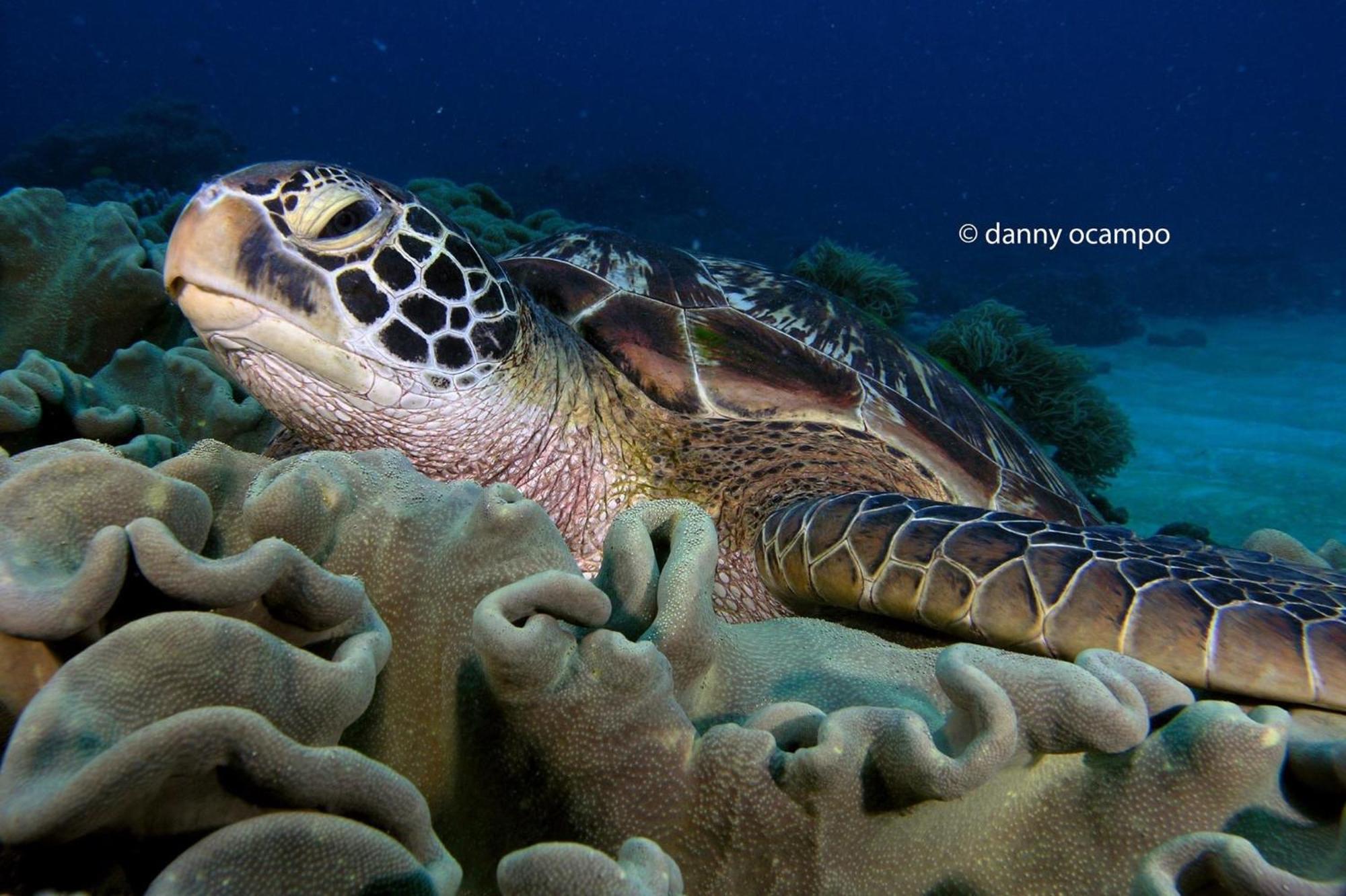 Liberty'S Lodge And Diving - Apo Island Dumaguete City Exterior foto