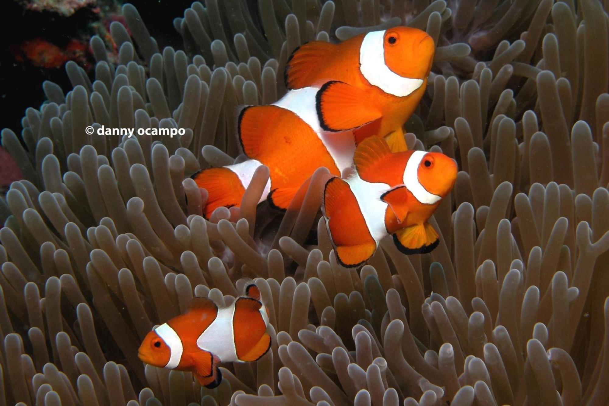 Liberty'S Lodge And Diving - Apo Island Dumaguete City Exterior foto