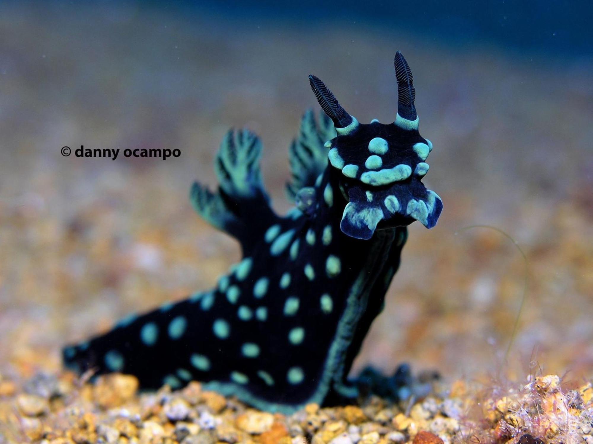 Liberty'S Lodge And Diving - Apo Island Dumaguete City Exterior foto