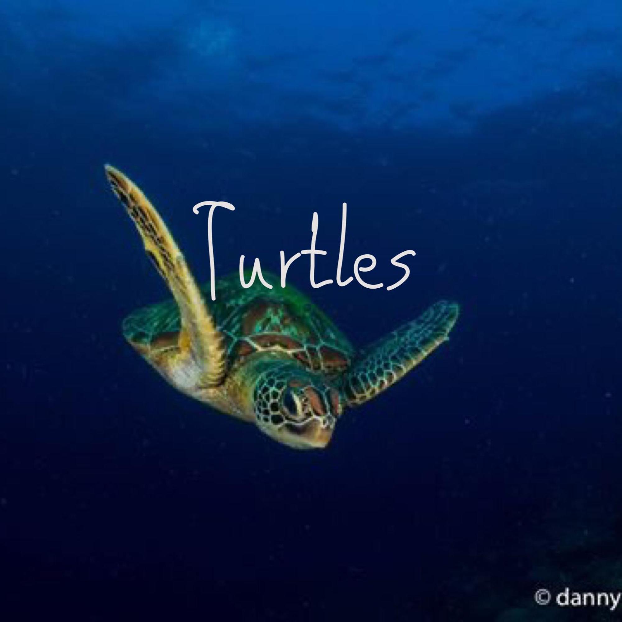 Liberty'S Lodge And Diving - Apo Island Dumaguete City Exterior foto