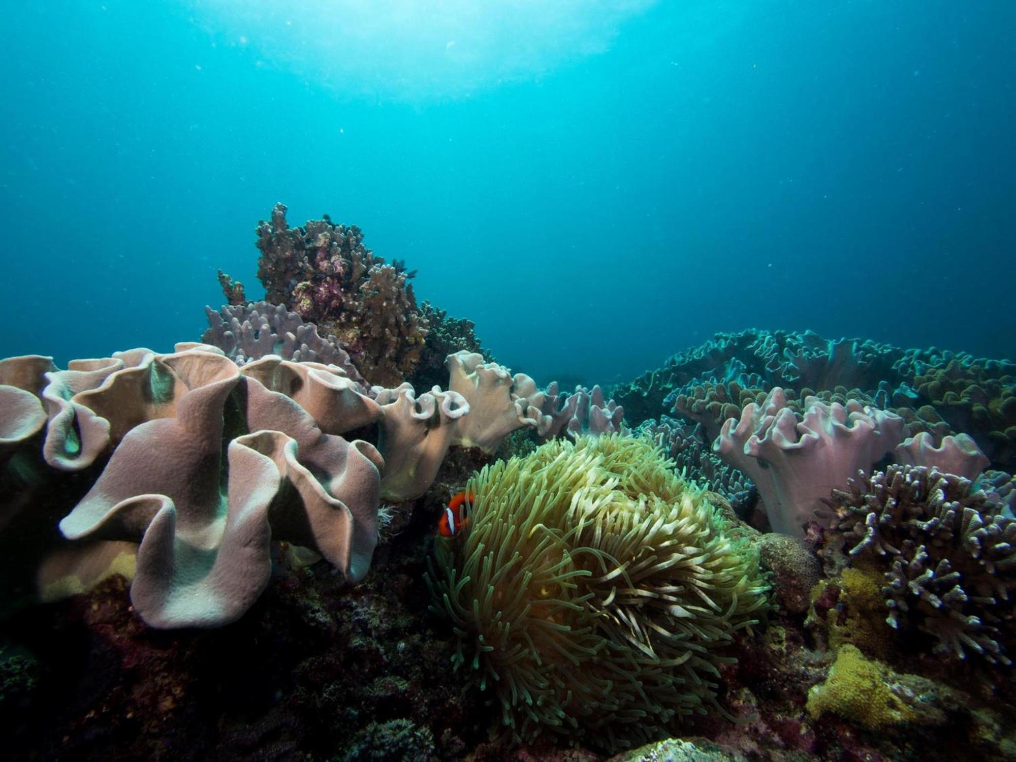 Liberty'S Lodge And Diving - Apo Island Dumaguete City Exterior foto