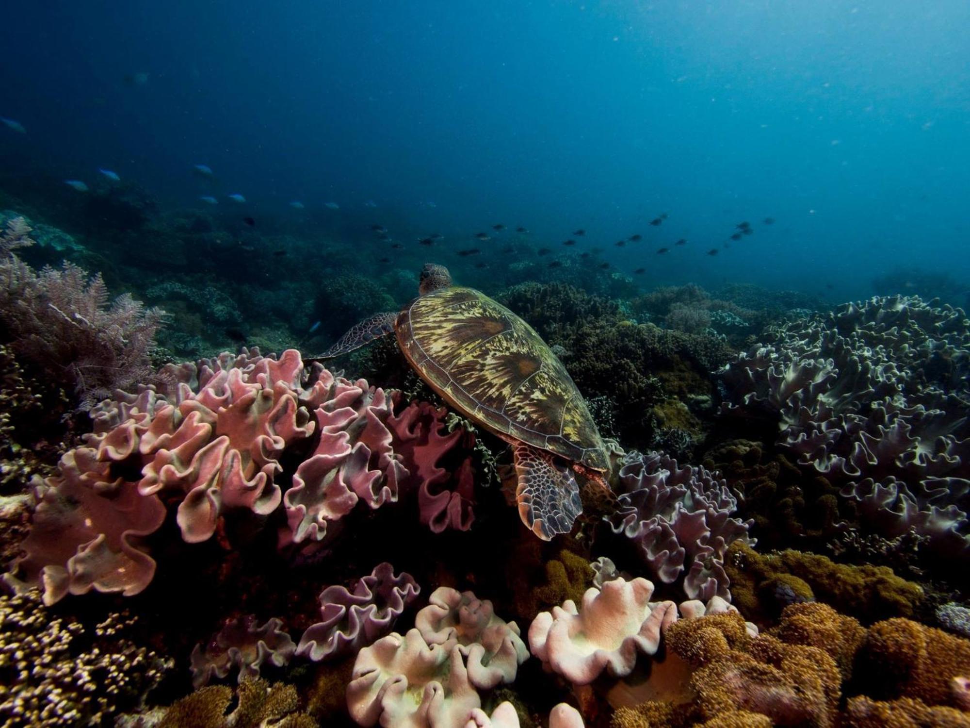 Liberty'S Lodge And Diving - Apo Island Dumaguete City Exterior foto