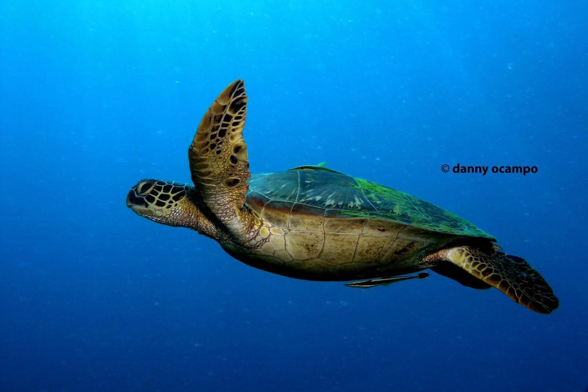 Liberty'S Lodge And Diving - Apo Island Dumaguete City Exterior foto